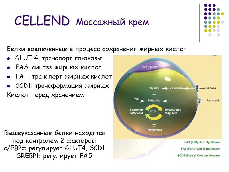 Белки вовлеченные в процесс сохранения жирных кислот GLUT 4: транспорт глюкозы FAS: синтез жирных